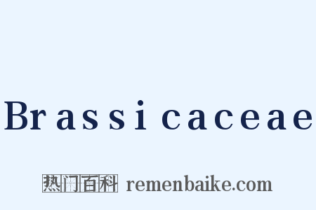 Brassicaceae是什么意思的图片
